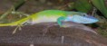/album/fauna/anolis-alisoni-jpg/